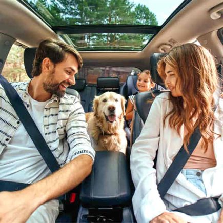 Tick-Free Car when you have a dog
