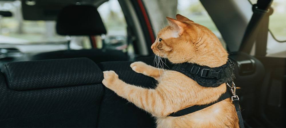 Curious cat safely secured in a car, experiencing a cat road trip