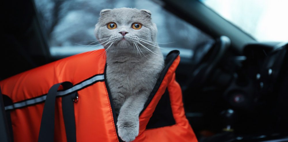 Gray cat wearing a travel harness, ready for a cat road trip