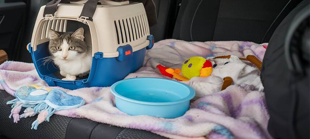 Pet carrier with a blanket, water bowl, and toys for a cat road trip