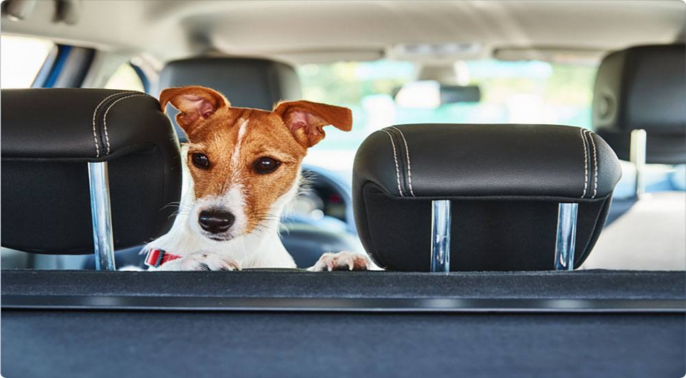 Excitement in the air as a dog on a road trip explores the world from the backseat.