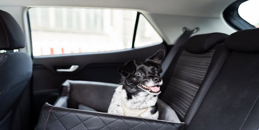 A dog safely secured in a car seat, emphasizing safety for a dog on a road trip.