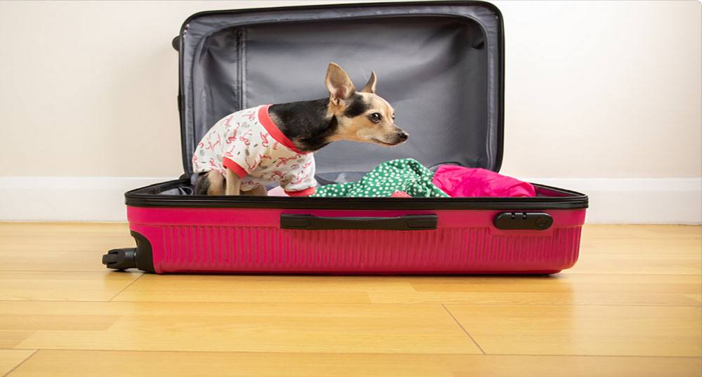 A playful dog sitting in a suitcase, getting ready for a road trip.